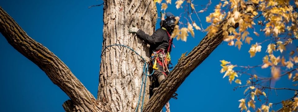 About Arboplus - Quebec Eco-Friendly Urban Arborist