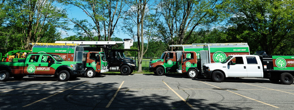 Équipements, camions et machineries d'arboriculture - Arboriste-grimpeur