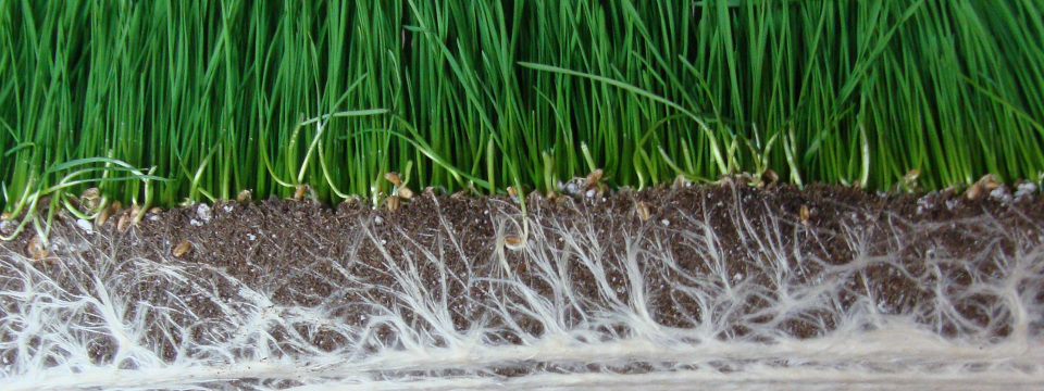 Mycorrhizae Treatment in Quebec – Myke Pro Biofertilizer – Tree Mycorrhization