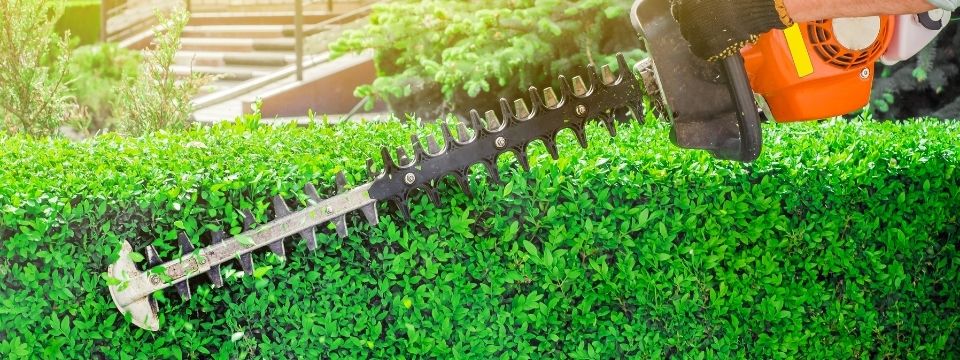 Taille de haie de cèdres Laval - Entretien de haie