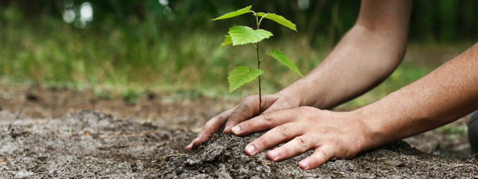 Tree Planting in Quebec - Tree Planting Experts