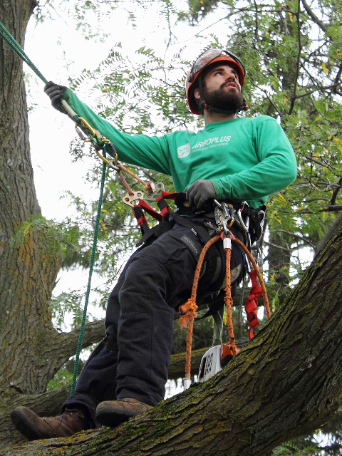 Élagage d'arbre au Québec - Élagueurs grimpeurs