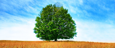 Arborist Reports in Quebec - Tree Diagnosis & Inspection