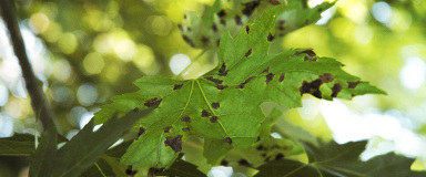 Detection of insects, pests and diseases