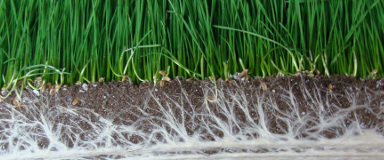 Mycorhize au Québec - Myke Pro Fertilisant - Mycorhization