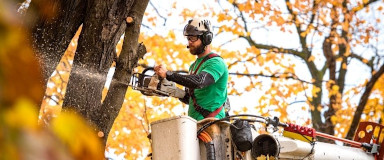 Tree Pruning in Quebec - Tree Trimming Services