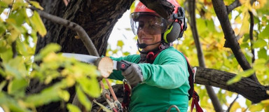 Tree Services in Quebec - Tree Care Company